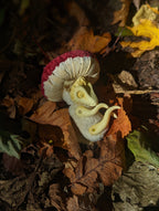 Amanita Mushroom Dragon Hatchling