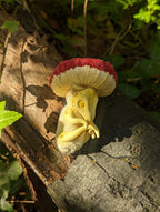Amanita Mushroom Dragon Hatchling
