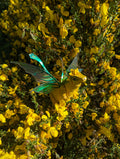 Gorse Dragon