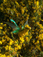 Gorse Dragon