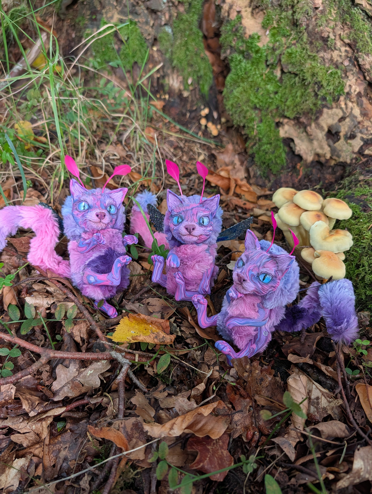 Felaestis Kitten